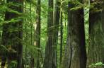A magnífica floresta de árvores gigantes na Cathedral Grove, na estrada para Tofino, em Vancouver Island, na British Columbia, no Canadá